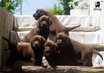 Labrador retriver štenci