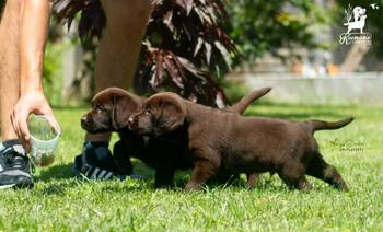 Labrador retriver štenci