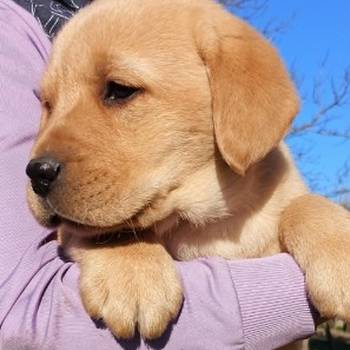 Labrador - žuto i crno leglo