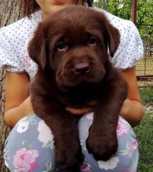 Labrador retriver, čokoladni štenci