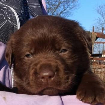 Labrador retriver, čokoladni štenci