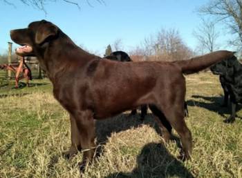 Labrador retriver, čokoladni štenci