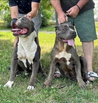 American bully XL