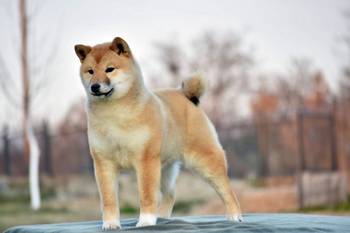 Shiba Inu