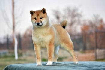 Shiba Inu