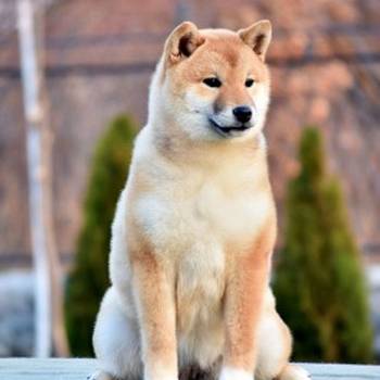 Shiba Inu