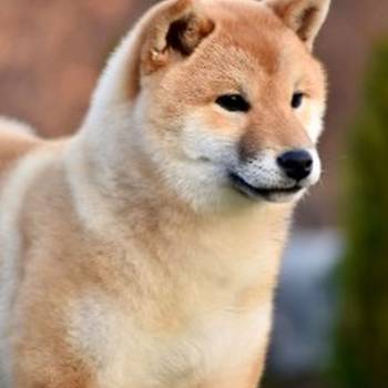 Shiba Inu