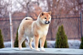 Shiba Inu