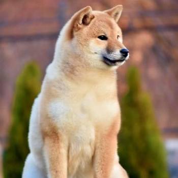 Shiba Inu