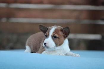 Basenji stenci