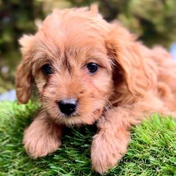 Cavapoo- kavapoo (cavalier + toy pudla)