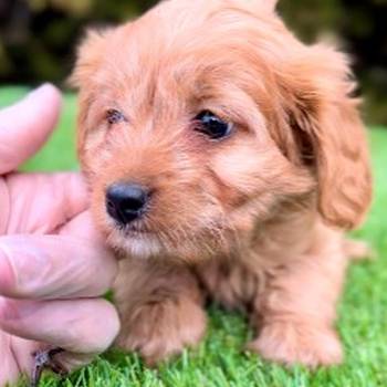 Cavapoo- kavapoo (cavalier + toy pudla)