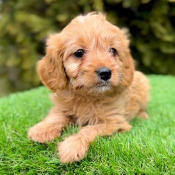 Cavapoo- kavapoo (cavalier + toy pudla)