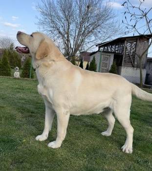 Labrador retriver štenci