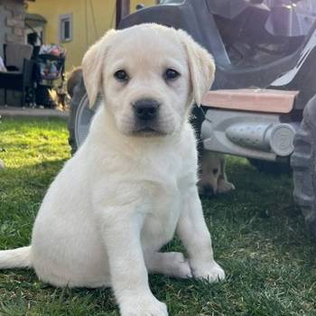 Labrador retriver štenci