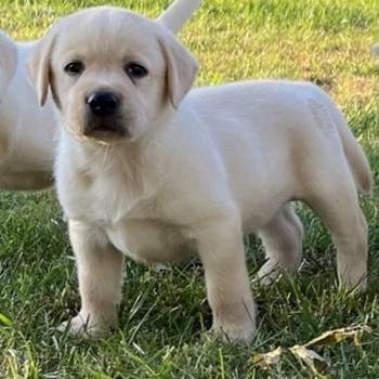 Labrador retriver štenci