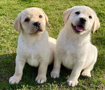 Labrador retriver štenci