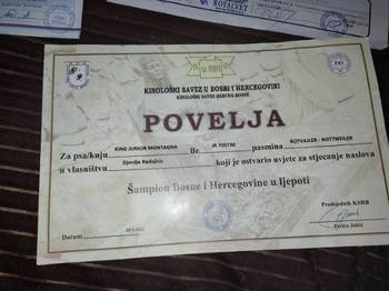 Stenci Rotvajlera Sampionskog Porekla