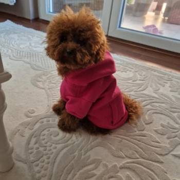 TOY crvene pudle