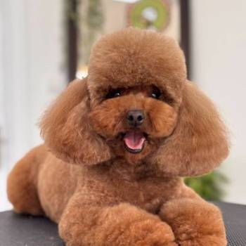 TOY crvene pudle