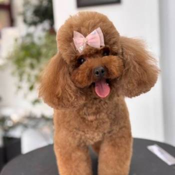 TOY crvene pudle