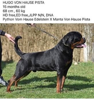 Rotvajler štenci