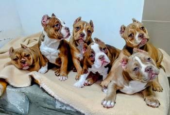 American bully exotic