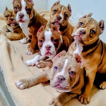 American bully exotic