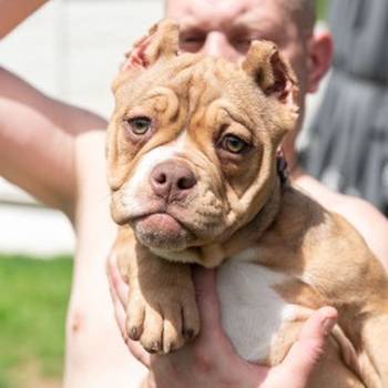 American bully exotic