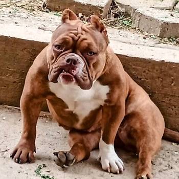 American bully exotic