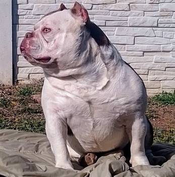 American bully exotic