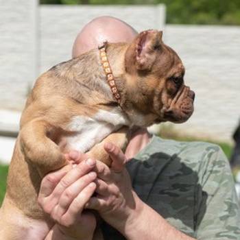 American bully exotic
