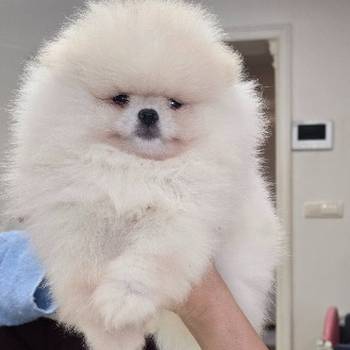 Pomeranac prelepi štenci