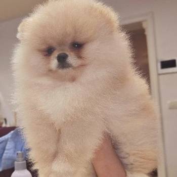 Pomeranac prelepi štenci