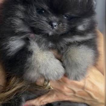 Pomeranac prelepi štenci