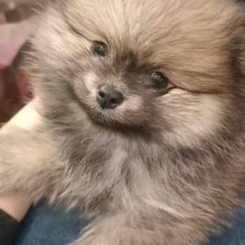 Pomeranac prelepi štenci