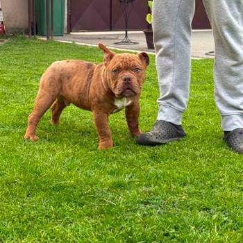 American bully micro size (exotic) stenci