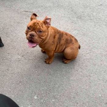 American bully micro size (exotic) stenci