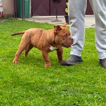 American bully micro size (exotic) stenci