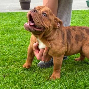 American bully micro size (exotic) stenci