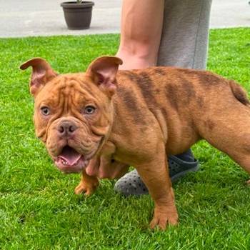 American bully micro size (exotic) stenci