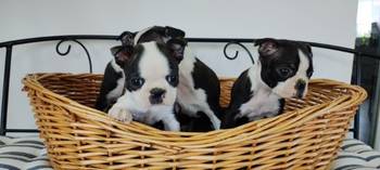 Boston terrier stenci
