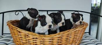 Boston terrier stenci