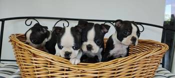 Boston terrier stenci