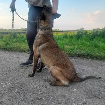 Belgijski ovcar Malinoa štenci