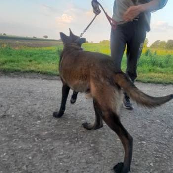 Belgijski ovcar Malinoa štenci