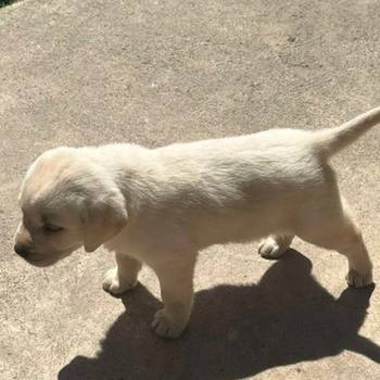 Labrador stenci
