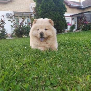 Cau cau Chow chow stenad najlepsi pokon