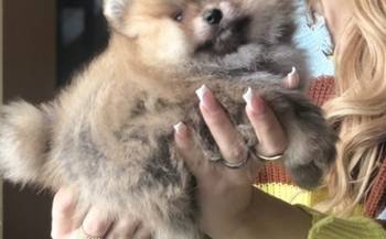 Pomeranac / Pomeranian / Boo štenci