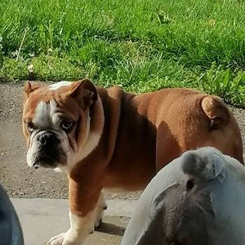 Engleski buldog